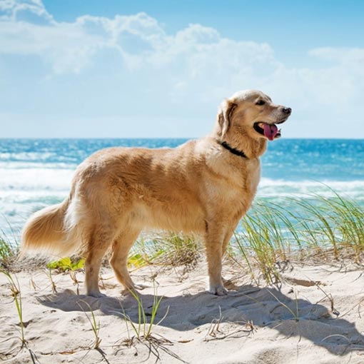 Dog at the beach